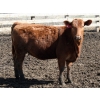Image 6 : Barfus Farms - 25 Red Replacement Heifers (Cardston, AB)