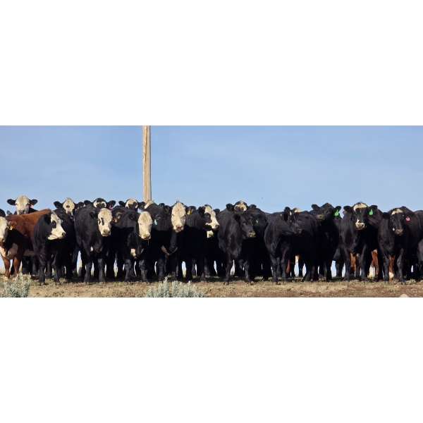 Bircham Ranch - 1000# October Delivery Grass Heifers - 58 Head (Piapot, SK)