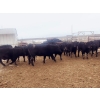 Image 4 : Double X Management - 950# January Delivery Yearling Heifers - 124 Head (Langruth, MB)