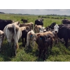 Image 3 : Ramage Land & Cattle - 550# November Delivery Steer Calves - 65 Head (Fairlight, SK) VBP+