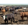 Image 7 : Alberta Prime Customer - 725# July/Aug Delivery Heifers - 70 Head (Monarch, AB)