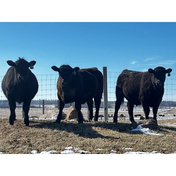 J2 Stock Farms - 980# May Delivery Steers - 60 Head (Darwell, AB)