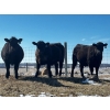 Image 1 : J2 Stock Farms - 980# May Delivery Steers - 60 Head (Darwell, AB)