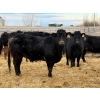 Image 6 : Justin Tateson - 10 Black Angus X 1st Calf Pairs (Scandia, AB)