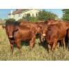 Image 3 : Valley View Ranch - 945# September Delivery Grass Heifers - 58 Head (Strathmore, AB)