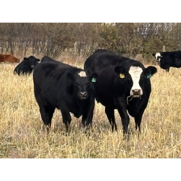 Pittman Brothers Production - 680# October Delivery Heifer Calves - 30 Head (Warner, AB)