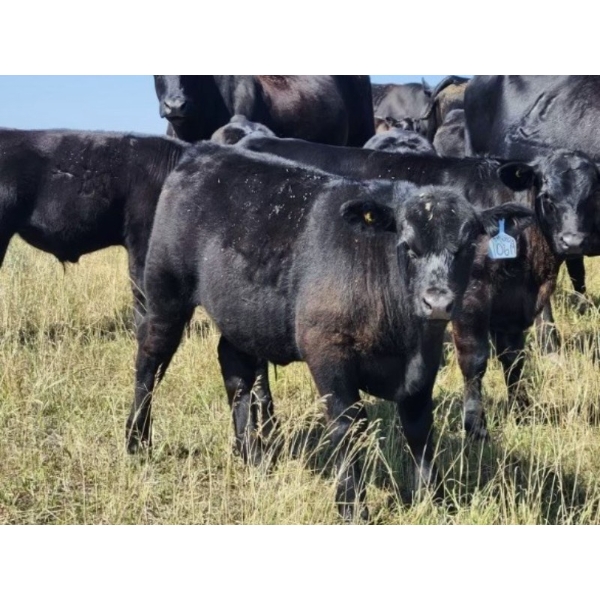 Jay & Laura Biggs - 650# Steer Calves - 60 Head (Elnora, AB)