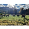 Image 19 : Squaw Valley Ranch - 850# October Delivery Steer Calves - 72 Head (Lumby, BC)