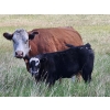 Image 4 : Sugarloaf Ranch Ltd. - 650# Oct/Nov Delivery Steer Calves - 93 Head (Kamloops, BC) VBP+