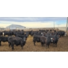 Image 3 : M.S. MacLean Livestock - 920# March Delivery Steers - 144 Head (Coaldale, AB)