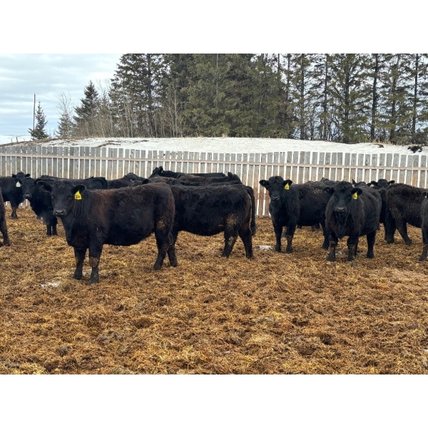 Terry Hines Livestock - 23 December Delivery Black Angus/Simmental X Bred Heifers (Marwayne, AB)