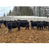 Image 1 : Terry Hines Livestock - 23 December Delivery Black Angus/Simmental X Bred Heifers (Marwayne, AB)