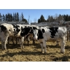 Image 2 : CS Livestock - 750# Holstein Steers - 18 Head (Rimbey, AB)