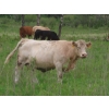 Image 6 : 6 S Feeders Inc. - 1500# October Delivery Cows - 42 Head (Moosomin, SK)