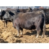 Image 7 : Willowside Ranch - 29 Simm/Angus X Bred Cows (Vibank, SK)