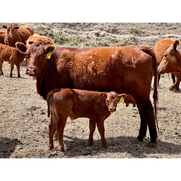 Meyer Cattle Inc. - 20 Red Angus X 2nd Calf Pairs (Lethbridge, AB)