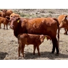 Image 1 : Meyer Cattle Inc. - 20 Red Angus X 2nd Calf Pairs (Lethbridge, AB)