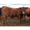 Image 9 : Van Hall Cattle Company Ltd. - 990# April Delivery Steers - 168 Head (Scandia, AB)