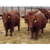 Image 3 : RBD Ranch - 950# February Delivery Steers - 62 Head (Milestone, SK)