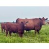 Image 4 : Mullen Land & Cattle Co. - 650# September Delivery Steer Calves - 95 Head (Peers, AB)