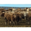 Image 2 : Bauer Ranching - 910# February Delivery Steers - 193 Head (Hilda, AB)
