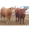 Image 5 : Breault Ranching Ltd. - 900# February Delivery Open Heifers - 114 Head (Ste. Rose, MB) VBP+