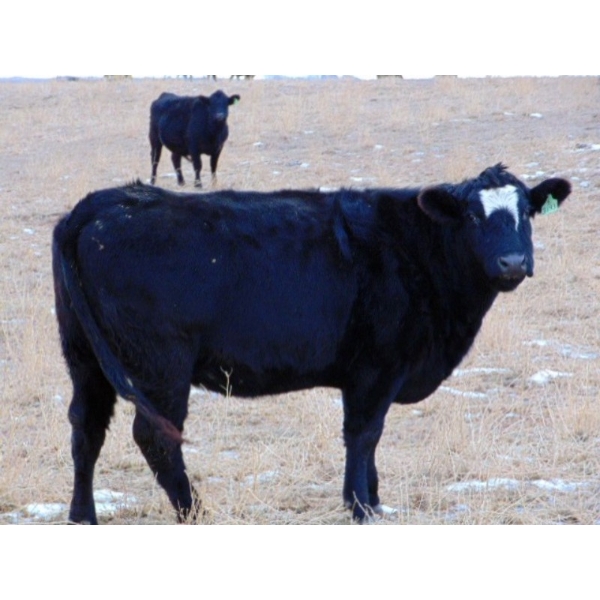 Ray Torkelson - 10 BBF Angus/Simm X 2nd Calvers (Millicent, AB)