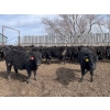 Image 4 : Wade Fewings - 745# April/May Delivery Steers - 77 Head (Pierson, MB) VBP+