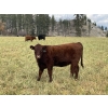 Image 4 : Ian & Bev Smith - 670# October Delivery Heifer Calves - 30 Head (Rock Creek, BC)