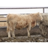 Image 19 : Vossepoel Cattle Co. - 680# December Delivery Weaned Steers - 250 Head (Tilley, AB)