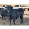 Image 5 : Justin Tateson - 960# March Delivery Steers - 65 Head (Scandia, AB)
