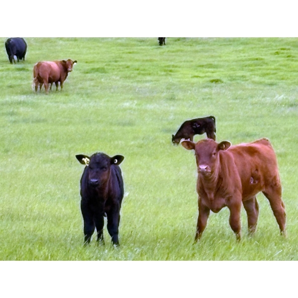 Sherness Farms - 560# October Delivery Steer Calves - 30 Head (Sheerness, AB)