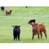 Image 1 : Sherness Farms - 560# October Delivery Steer Calves - 30 Head (Sheerness, AB)
