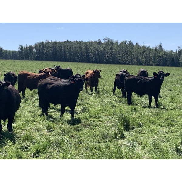 Lone Star Cattle Co. - 1050# September Delivery Grass Steers - 540 Head (Buck Lake, AB)
