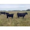 Image 3 : Stellar Farms - 640# October Delivery Steer Calves - 93 Head (Moosehorn, MB) VBP+