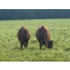 Image 4 : Triplelyones Farms - 940# September Delivery Grass Steers - 198 Head (Westlock, AB)