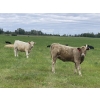 Image 2 : Dennis & Graham Overguard - 600# October Heifer Calves - 60 Head (Sundre, AB)