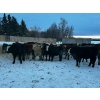 Image 3 : Chris Bartel - 940# February Weaned Steers - 65 Head (Fort Vermilion, AB)
