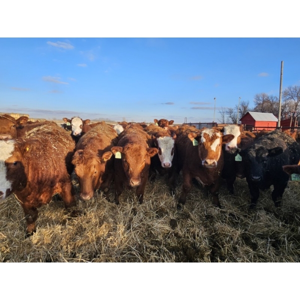 C.O. Johnson & Sons Ranches  - 890# March Delivery Steers - 101 Head (Scandia, AB) VBP+