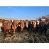 Image 1 : C.O. Johnson & Sons Ranches  - 890# March Delivery Steers - 101 Head (Scandia, AB) VBP+