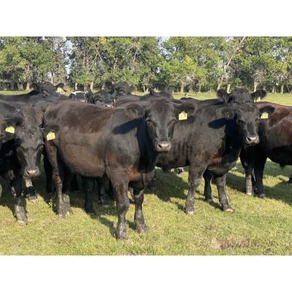 Carlyle Cattle Company - 1000# September Grass Steers - 48 Head (Blackfalds, AB)