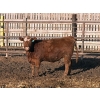 Image 11 : X Bar X Cattle Co. Ltd. - 948# April Delivery Steers - 65 Head (Lomond, AB)