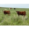 Image 7 : Border View Ranch - 620# October Delivery Steer Calves - 86 Head (Coronach, SK)