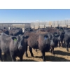 Image 5 : Westview Feeders - 1000# July Delivery Steers - 124 Head (Monarch, AB)