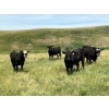 Image 2 : Jamie McMillan - 990# August Delivery Grass Steers - 75 Head (Elkwater, AB)