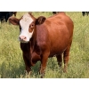 Image 8 : Riverbend Ranch - 1000# October Delivery Grass Steers - 120 Head (Coronation, AB)