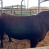 Image 2 : Idaho Dairies/Ranches - 32 Mixed (Burley, ID)