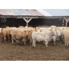 Image 2 : Vossepoel Cattle Co. - 630# December Delivery Weaned Heifers - 250 Head (Tilley, AB)