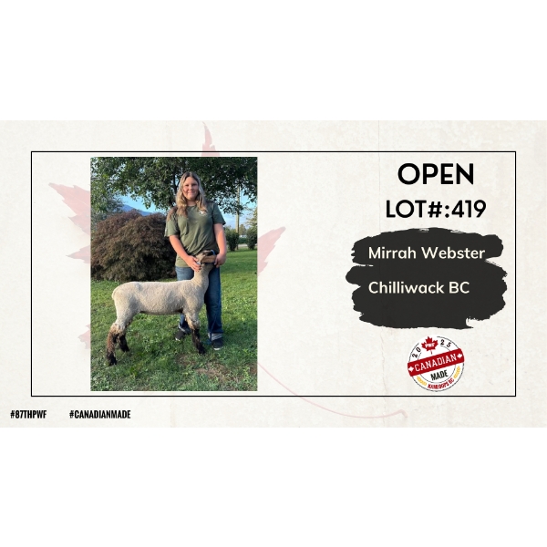 Open Sheep - Mirrah Webster - Chilliwack BC