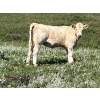 Image 9 : MacMillan Farming Co. - 610# September Delivery Heifer Calves - 80 Head (Cayley, AB) VBP+